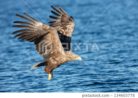 White-tailed sea eagle in flight over blue water with wings spread wide while hunting for fish White-tailed sea eagle in flight over blue water with wings spread wide while hunting for fish 134603778