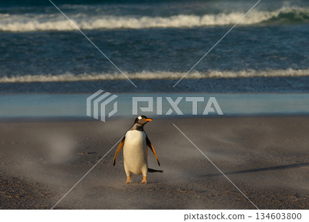 Gentoo penguin standing on sandy beach in Falkland Islands Gentoo penguin standing on sandy beach in Falkland Islands 134603800
