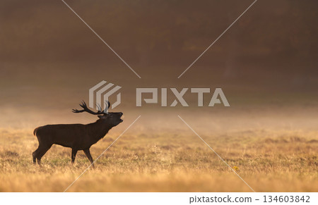 Silhouette of red deer stag roaring in misty field at golden sunrise 134603842