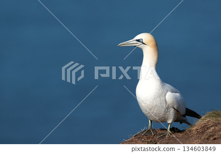 Portrait of Northern Gannet perched on grassy cliff edge in its natural habitat Portrait of Northern Gannet perched on grassy cliff edge in its natural habitat 134603849