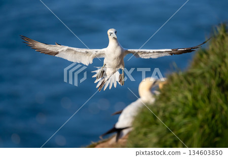 Northern Gannet with wings spread landing on cliff 134603850