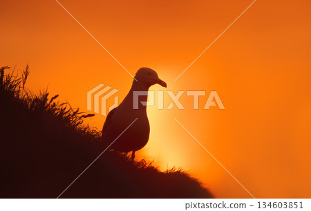 Herring Gull silhouette against dramatic orange sunset sky Herring Gull silhouette against dramatic orange sunset sky 134603851
