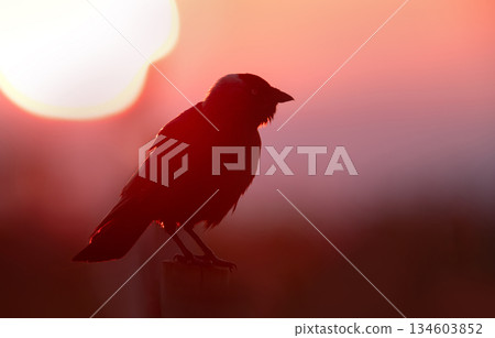 Silhouette of Western Jackdaw perched on fence post at sunrise 134603852