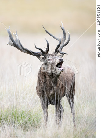 Portrait of a red deer stag roaring during rutting season in autumn Portrait of a red deer stag roaring during rutting season in autumn 134603853