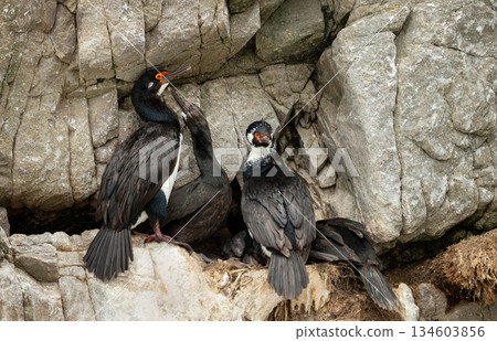 Rock shags nesting on rocky cliffs in Falkland Islands 134603856