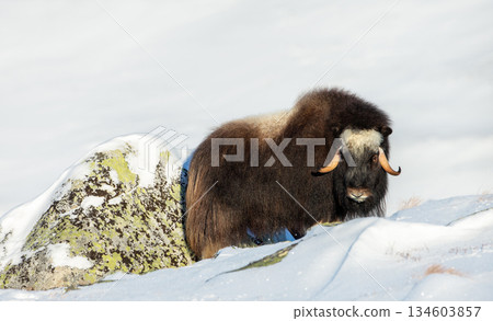 Musk ox standing in snowy winter landscape Musk ox standing in snowy winter landscape 134603857