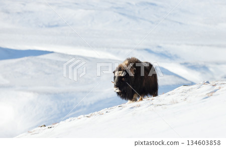 Musk ox standing in snowy winter landscape Musk ox standing in snowy winter landscape 134603858