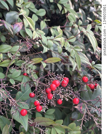 Close-up of nandina berries, which can be used as a New Year's decoration or background Close-up of nandina berries, which can be used as a New Year's decoration or background 134603861