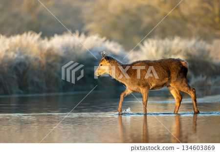 Young red deer calf wading through shallow pond water at sunrise 134603869