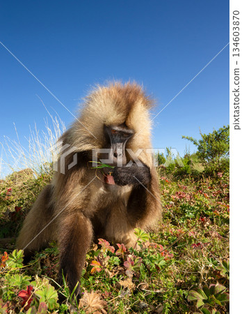 Gelada baboon male grazing in Simien mountains national park, Ethiopia 134603870