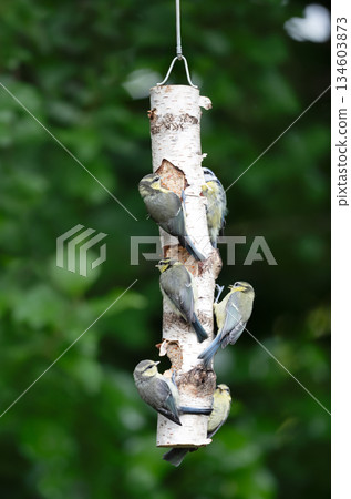 Eurasian blue tit chicks feeding from suet filled natural bird feeder in a garden Eurasian blue tit chicks feeding from suet filled natural bird feeder in a garden 134603873
