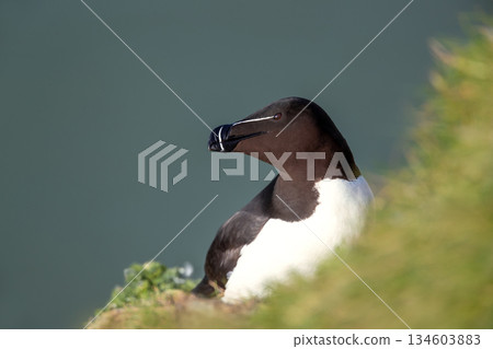 Portrait of a Razorbill perched on grassy cliff edge 134603883