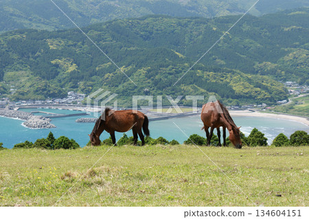 托伊角的壯麗景色:野馬在海的襯托下悠閒地吃草 托伊角的壯麗景色:野馬在海的襯托下悠閒地吃草 134604151