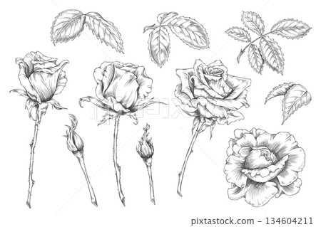 Rose flowers blossom, leaves and buds on stem vector engraved hand drawn illustrations set, blooming sketch collection 134604211