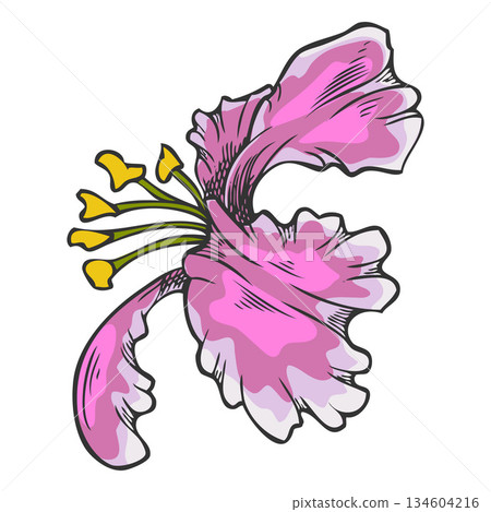 Acerola berry pink flower sketch, Barbados cherry tree blossom plant, vector hand drawn exotic fruit blooming nature 134604216