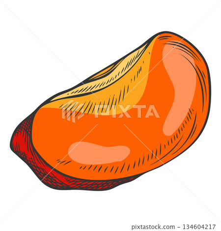 Acerola berry slice sketch, Barbados red cherry piece, hand drawn fresh ripe exotic fruit superfood vector illustration 134604217