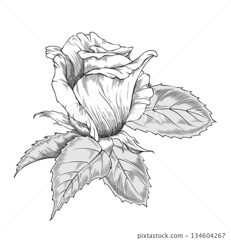 Vintage sketch of a rosebud with leaves, hand drawn, outline drawing. Vintage sketch of a rosebud with leaves, hand drawn, outline drawing. 134604267