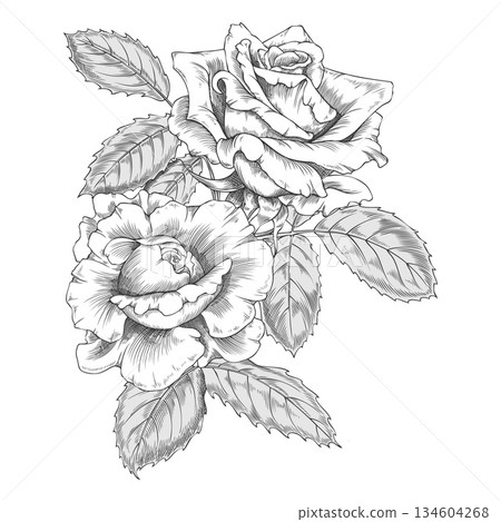 Vintage black and white sketch of two roses with leaves in engraving style, hand drawn. 134604268