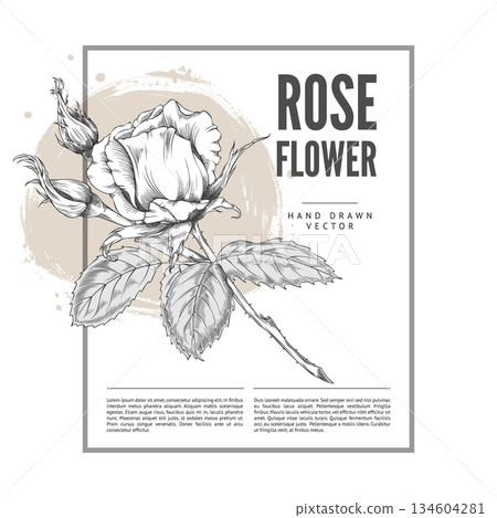 Vintage poster with a rose on a stem with buds and leaves. 134604281