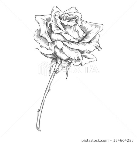 Vintage rose flower on a stem, black and white hand sketch. Vintage rose flower on a stem, black and white hand sketch. 134604283