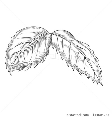 Rose leaves, monochrome hand-drawn outline sketch. 134604284