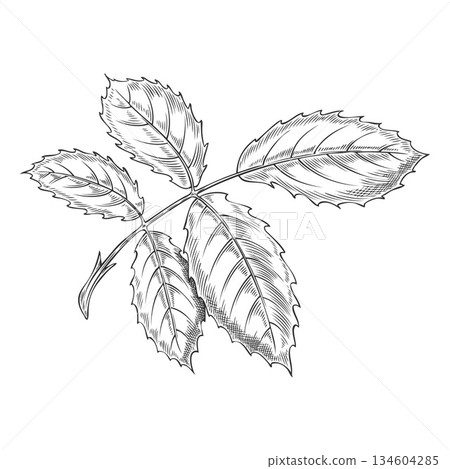 Black and white sketch of leaves, vintage rose, hand-drawn. Black and white sketch of leaves, vintage rose, hand-drawn. 134604285