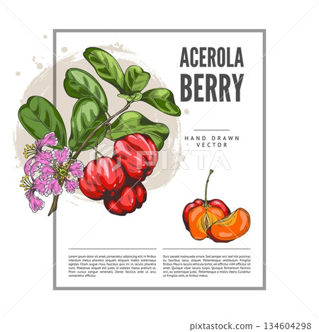 Hand-drawn watercolor sketch of an acerola branch with leaves, flowers, and berries. 134604298