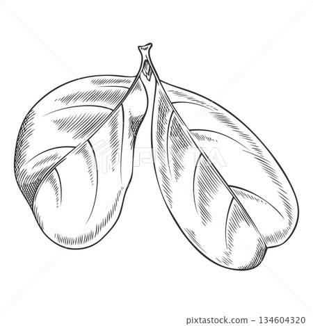 Acerola leaf icon, monochrome hand-drawn sketch, tropical plant. 134604320