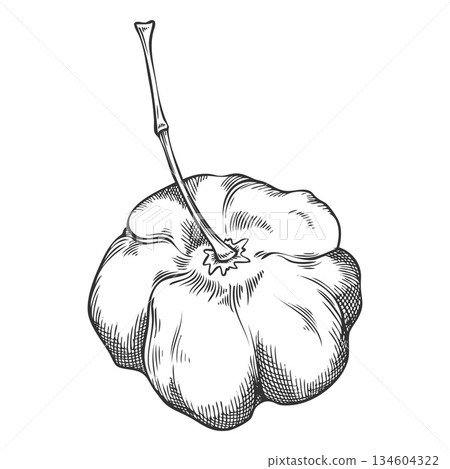 Acerola fruit, black and white hand-drawn sketch, tropical, Barbados cherry. Acerola fruit, black and white hand-drawn sketch, tropical, Barbados cherry. 134604322