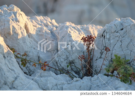白崎海洋公園 / “日本的愛琴海”和“日本百佳海灘” [和歌山縣由良町] 134604684