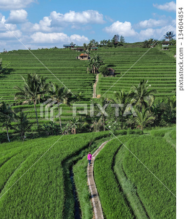 Woman Gazes At Expansive Bali Rice Terraces While Walking Along Narrow Trail Woman Gazes At Expansive Bali Rice Terraces While Walking Along Narrow Trail 134604854