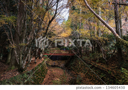 Maple leaves flowing along the bridge at Sanzen-in Temple in Ohara, Kyoto Prefecture 134605430