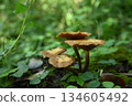 A cluster of brown mushrooms growing wild in the forest 134605492