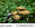 A cluster of brown mushrooms growing wild in the forest 134605493