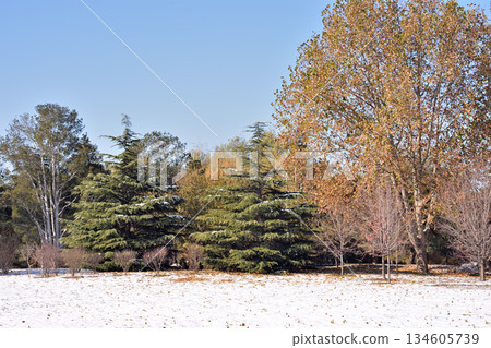 Snowy Landscape with Evergreen and Deciduous Trees Snowy Landscape with Evergreen and Deciduous Trees 134605739
