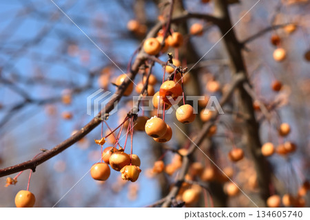 Orange Berries on Tree Branches Orange Berries on Tree Branches 134605740