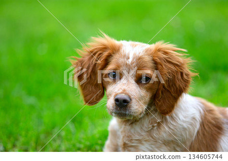 Adorable Puppy on Green Grass Adorable Puppy on Green Grass 134605744