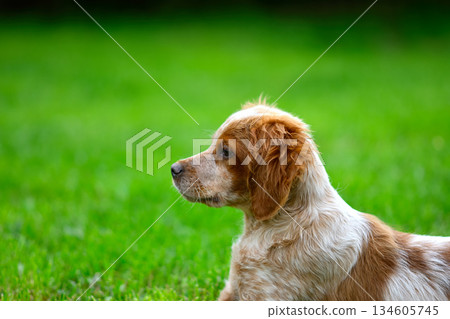Adorable Puppy Relaxing on Green Grass 134605745