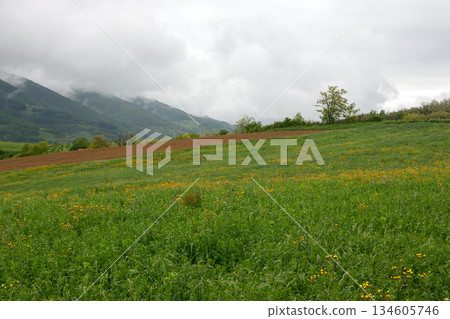 Lush Meadow with Wildflowers Under Cloudy Sky in Divcibare mountain in western Serbia 134605746