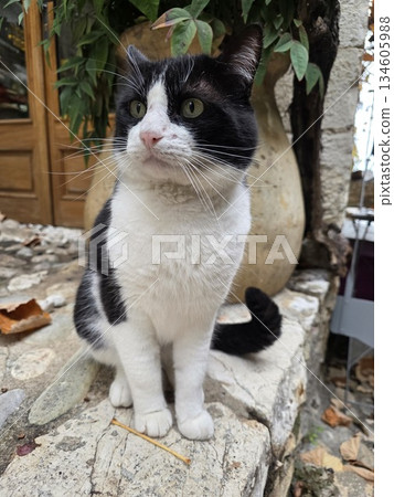 Cat in saint paul de vence Medieval village in provence france in xmas season Cat in saint paul de vence Medieval village in provence france in xmas season 134605988