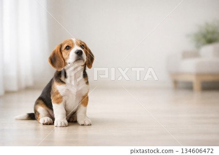 一隻給人安全感的比格犬幼崽——一個受動物療法啟發而營造的溫馨空間 134606472