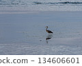 沿著海灘散步的蒼鷺 134606601