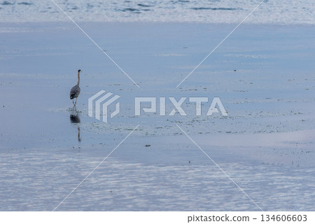 沿著海灘散步的蒼鷺 沿著海灘散步的蒼鷺 134606603