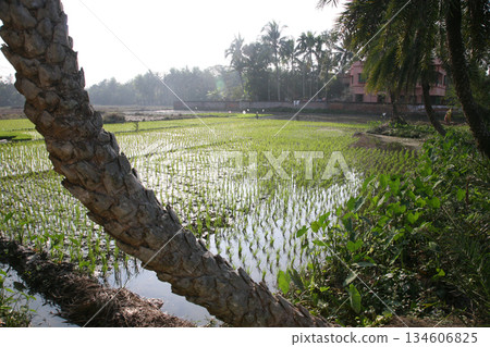 A green paddy field in India. 134606825