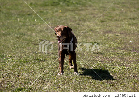 happy chocolate Labrador retriever dog runs on a green lawn in park. pet frolics and plays ball. happy chocolate Labrador retriever dog runs on a green lawn in park. pet frolics and plays ball. 134607131
