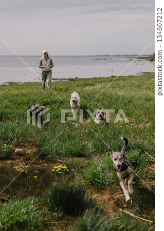Professional dog walker. woman walks with her dogs by the lake. Dogs of different breeds. 134607212
