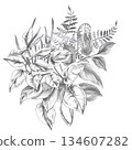 A bouquet of tropical climbing herbs and ferns. Isolated pencil illustration for event invitations, eco-hotel print design, poster printing, and menu design. 134607282