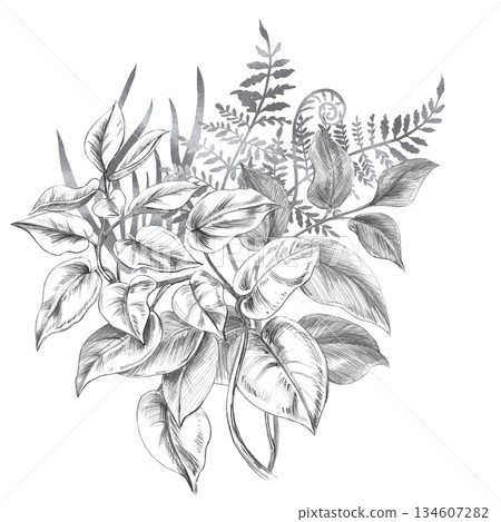 A bouquet of tropical climbing herbs and ferns. Isolated pencil illustration for event invitations, eco-hotel print design, poster printing, and menu design. 134607282