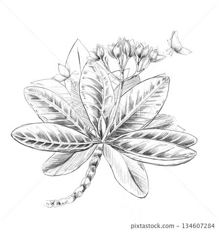 A bouquet of plumeria flowers and butterflies. Isolated pencil illustration for event invitations, eco-hotel print design, poster printing, and menu design. 134607284