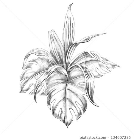 A bouquet of tropical plants and monstera leaves. Isolated pencil illustration for event invitations, eco-hotel print design, poster printing, and menu design. A bouquet of tropical plants and monstera leaves. Isolated pencil illustration for event invitations, eco-hotel print design, poster printing, and menu design. 134607285